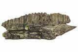 Hadrosaur (Hypacrosaurus) Jaw Section - Two Medicine Formation #110303-12